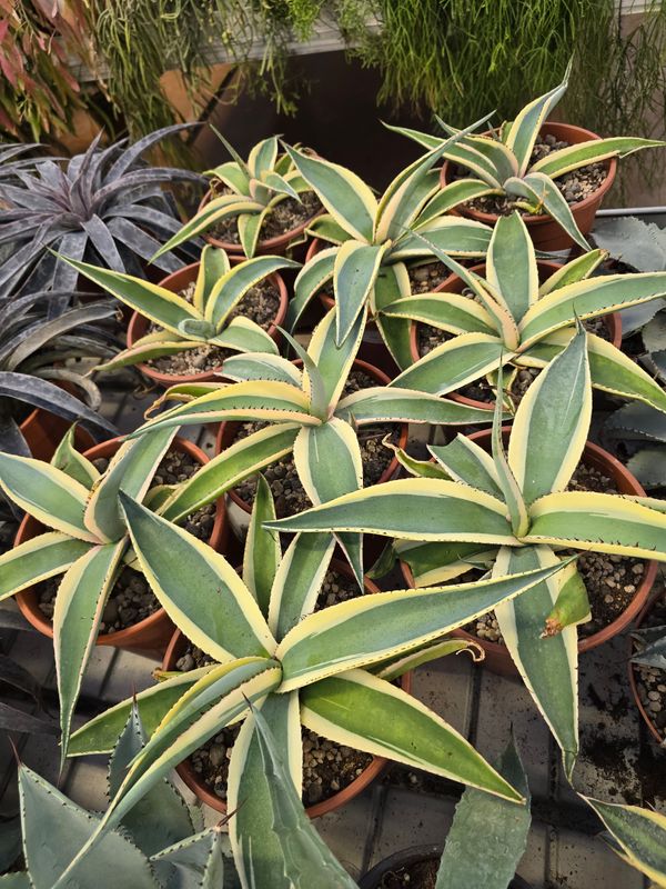 Agave Guiengola - vaso Ø17 cm