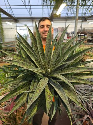 Mangave 'Inkblot' - vaso Ø17 cm Mangave 'Inkblot' - vaso Ø17 cm