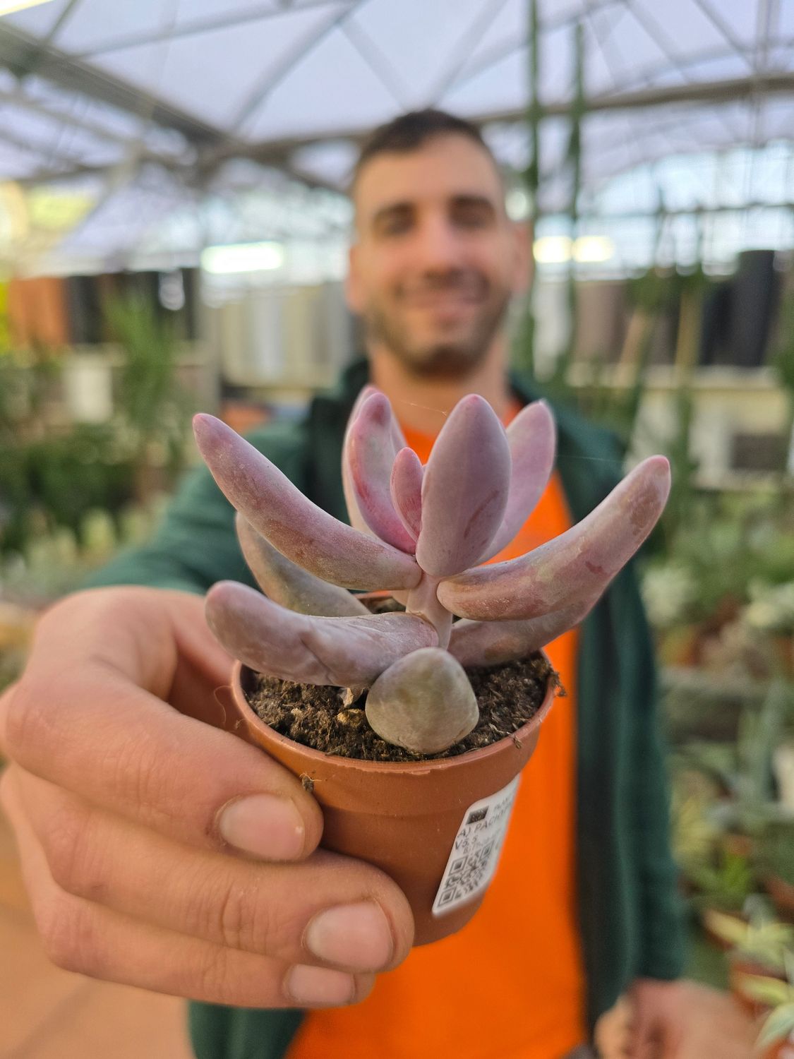 Pachyphytum Captain Jessop - vaso Ø5,5 cm