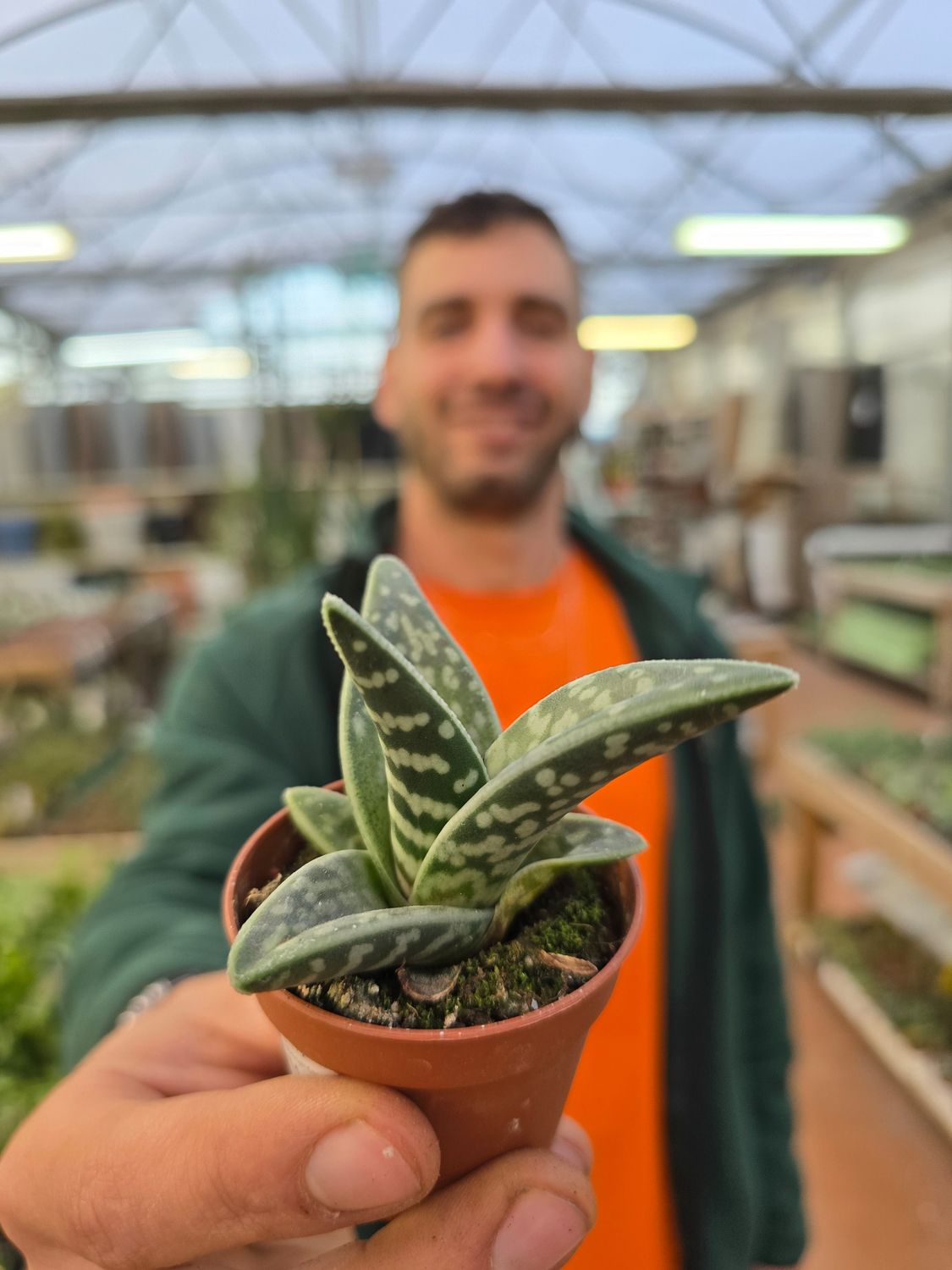 Gonialoe Variegata - vaso Ø5.5 cm