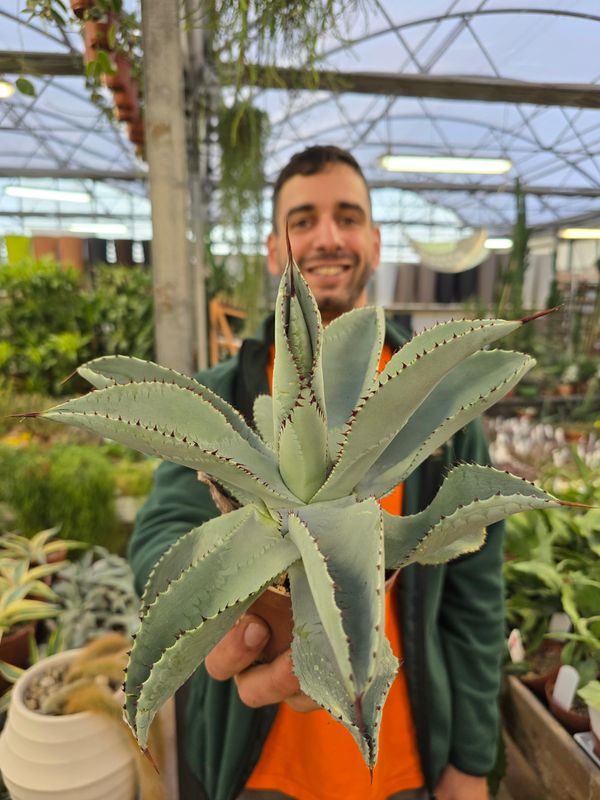 Agave pygmaea 'Dragon Toes', Agave Pigmea Zampa di Drago, Pianta Succulenta, Pianta Grassa - vaso Ø12 cm