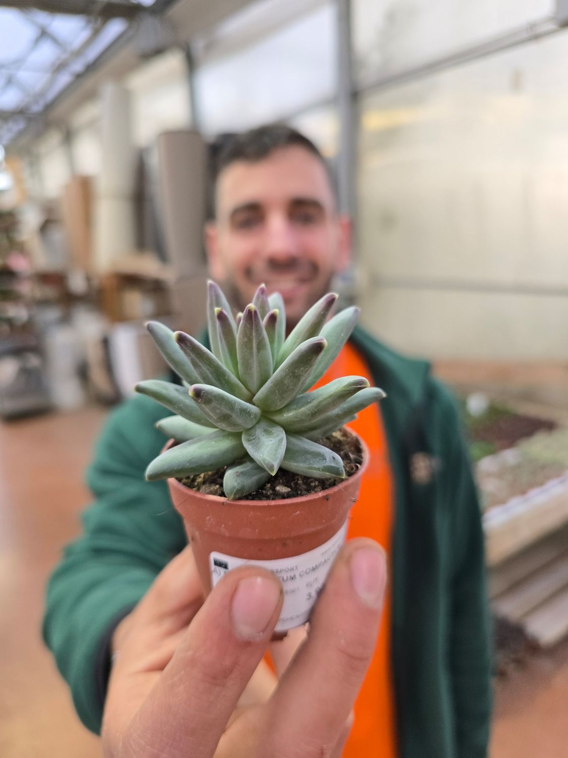 Pachyphytum Compactum - vaso Ø5,5 cm