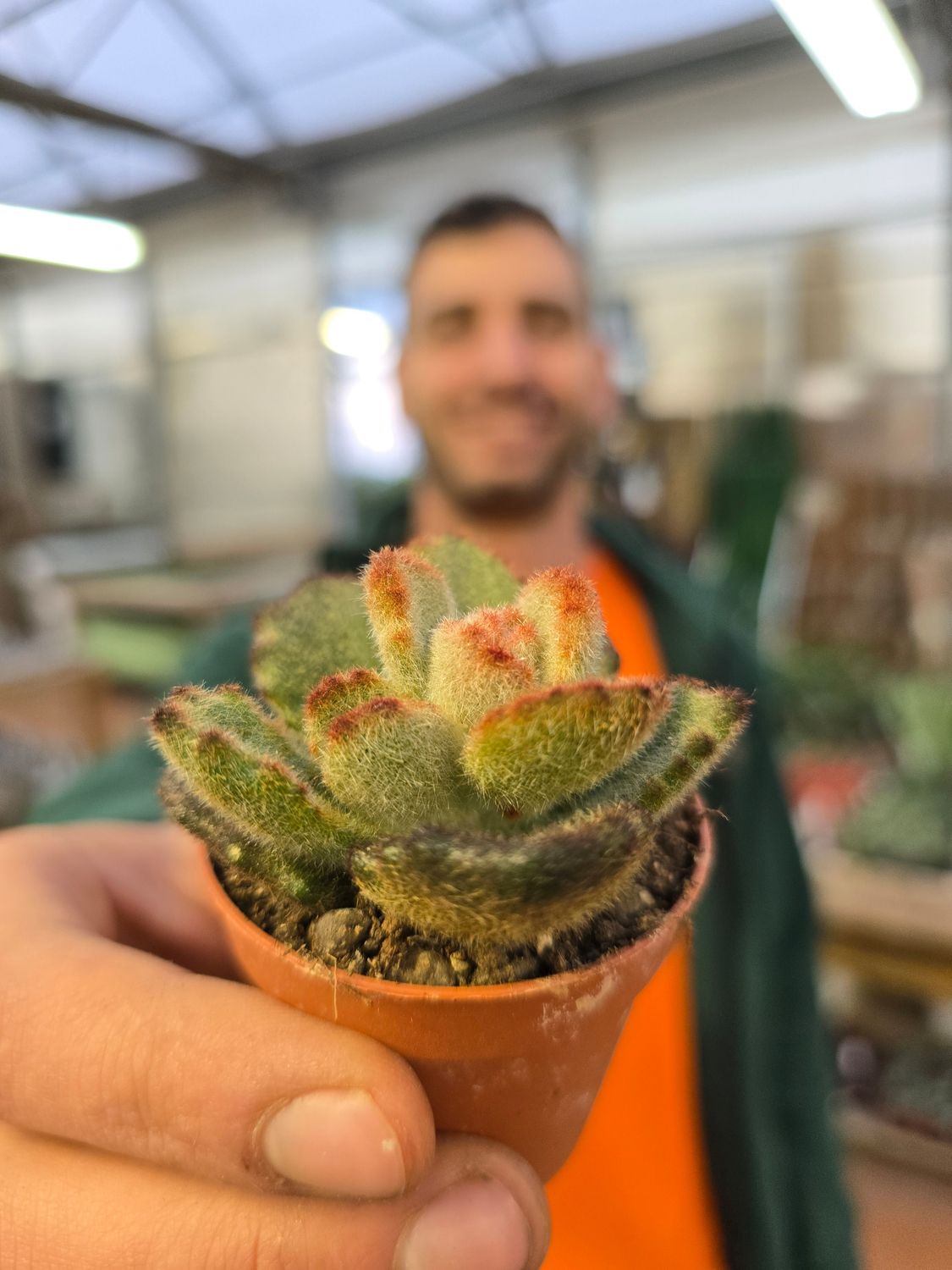 Kalanchoe tomentosa Teddy Bear, Planta peluche, Pianta di velluto - vaso Ø5.5 cm