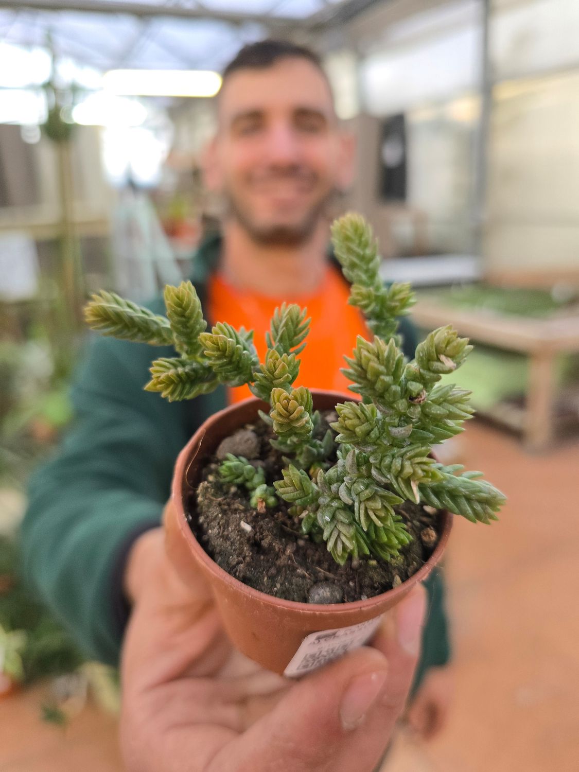 Crassula lycopodioides, Pianta spazzola - vaso Ø5.5 cm