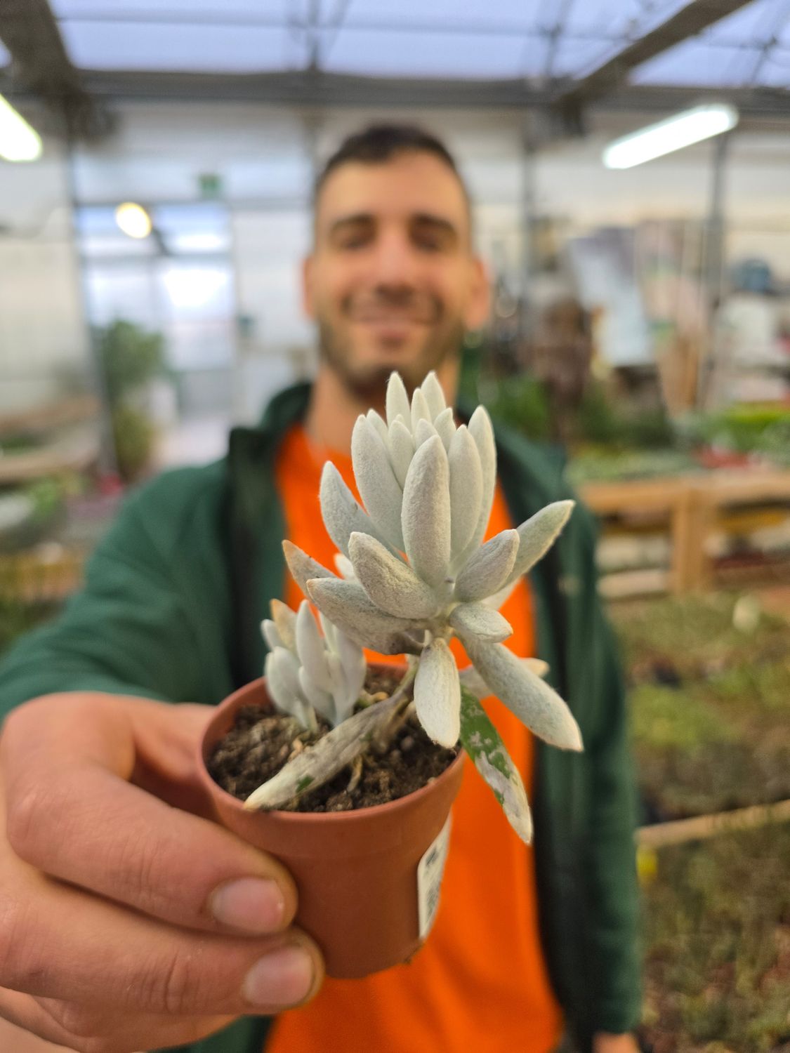 Senecio Haworthii - vaso Ø5,5 cm