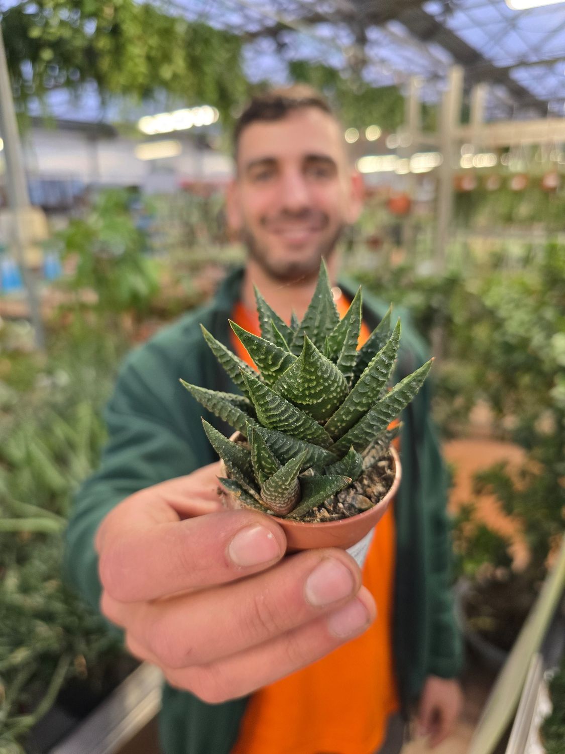 Haworthia Limifolia - vaso Ø5.5cm