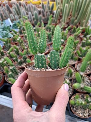 Cleistocactus Bolivicereus samaipatanus, Cactus delle candele - vaso Ø10 cm