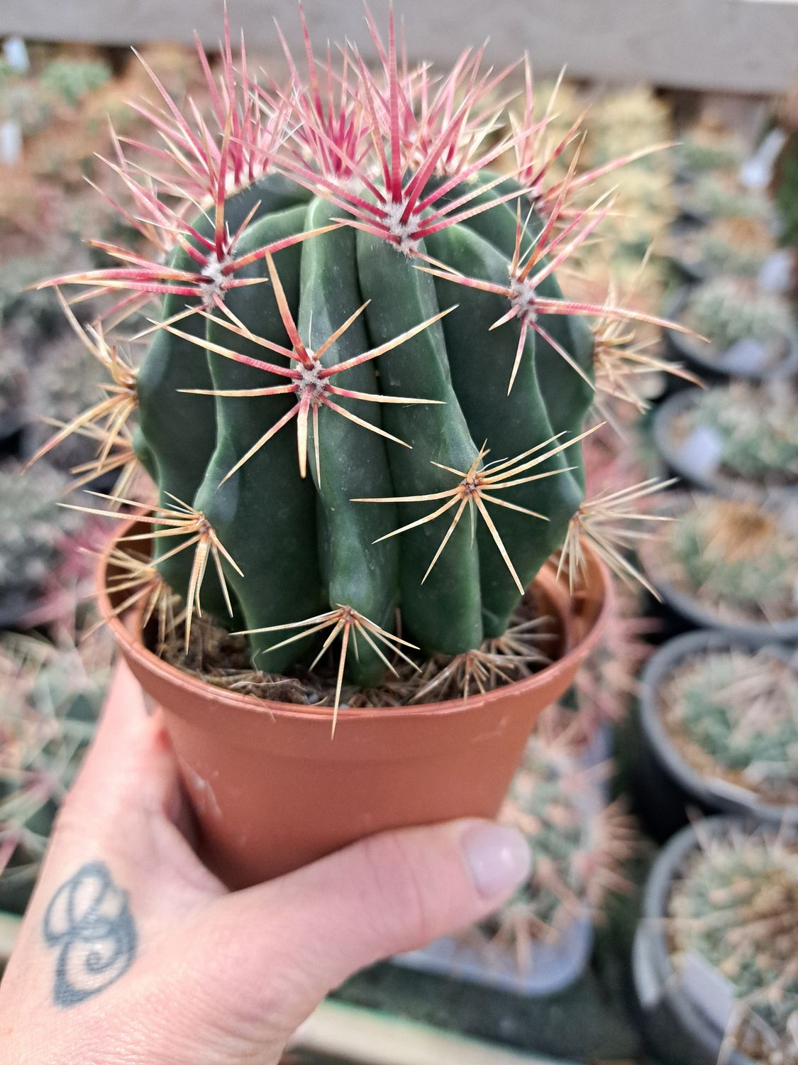 POWERS TO FLOWERS - ECHINOCACTUS GRUSONII XXL, CIOTOLA 27cm, cuscino