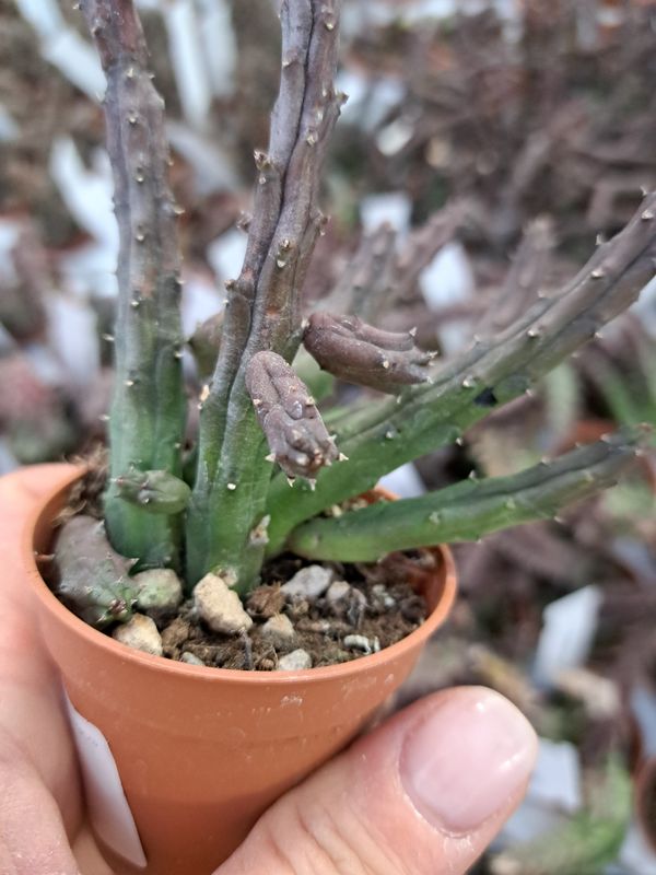Stapelia Huernia Procumbens - vaso Ø5 cm