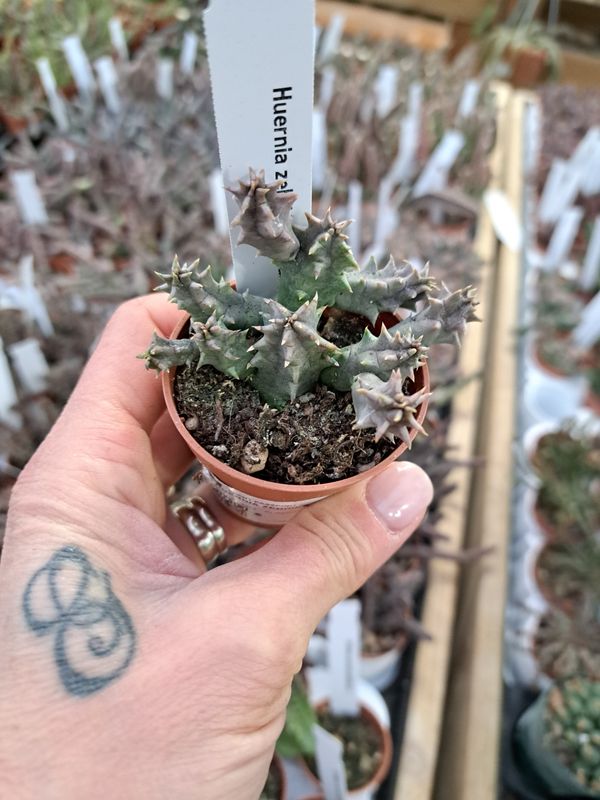 Stapelia, Huernia zebrina Hybrida - vaso Ø5,5 cm