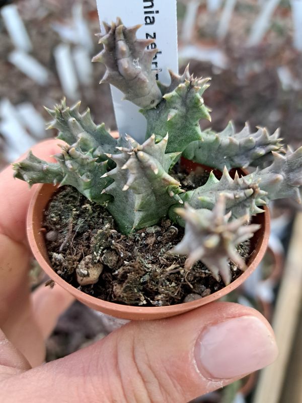 Stapelia, Huernia zebrina Hybrida - vaso Ø5,5 cm