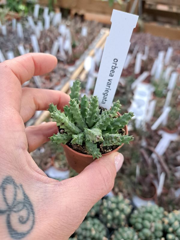 Stapelia, Orbea Variegata - vaso Ø5 cm