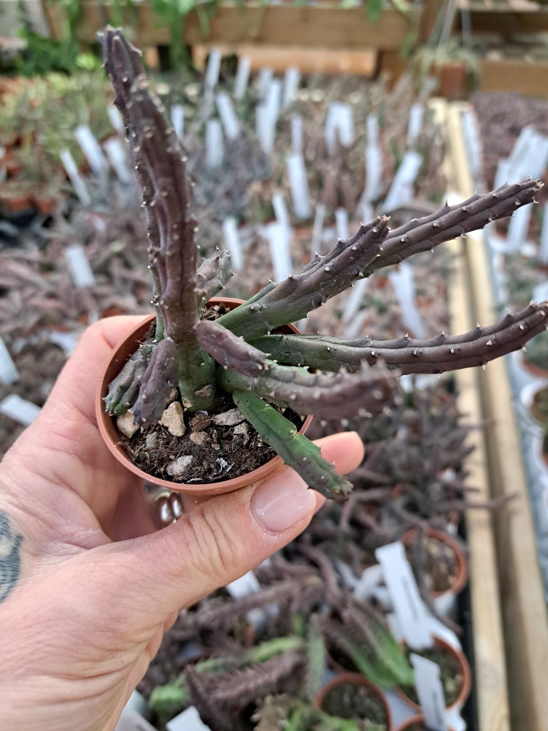 Stapelia Huernia Procumbens - vaso Ø5 cm