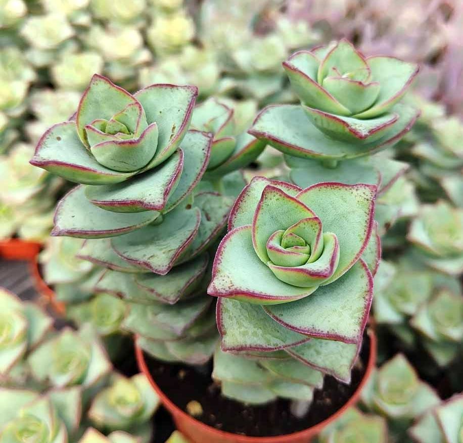 Crassula Perforata, Collana di Bottoni - vaso Ø5.5 cm