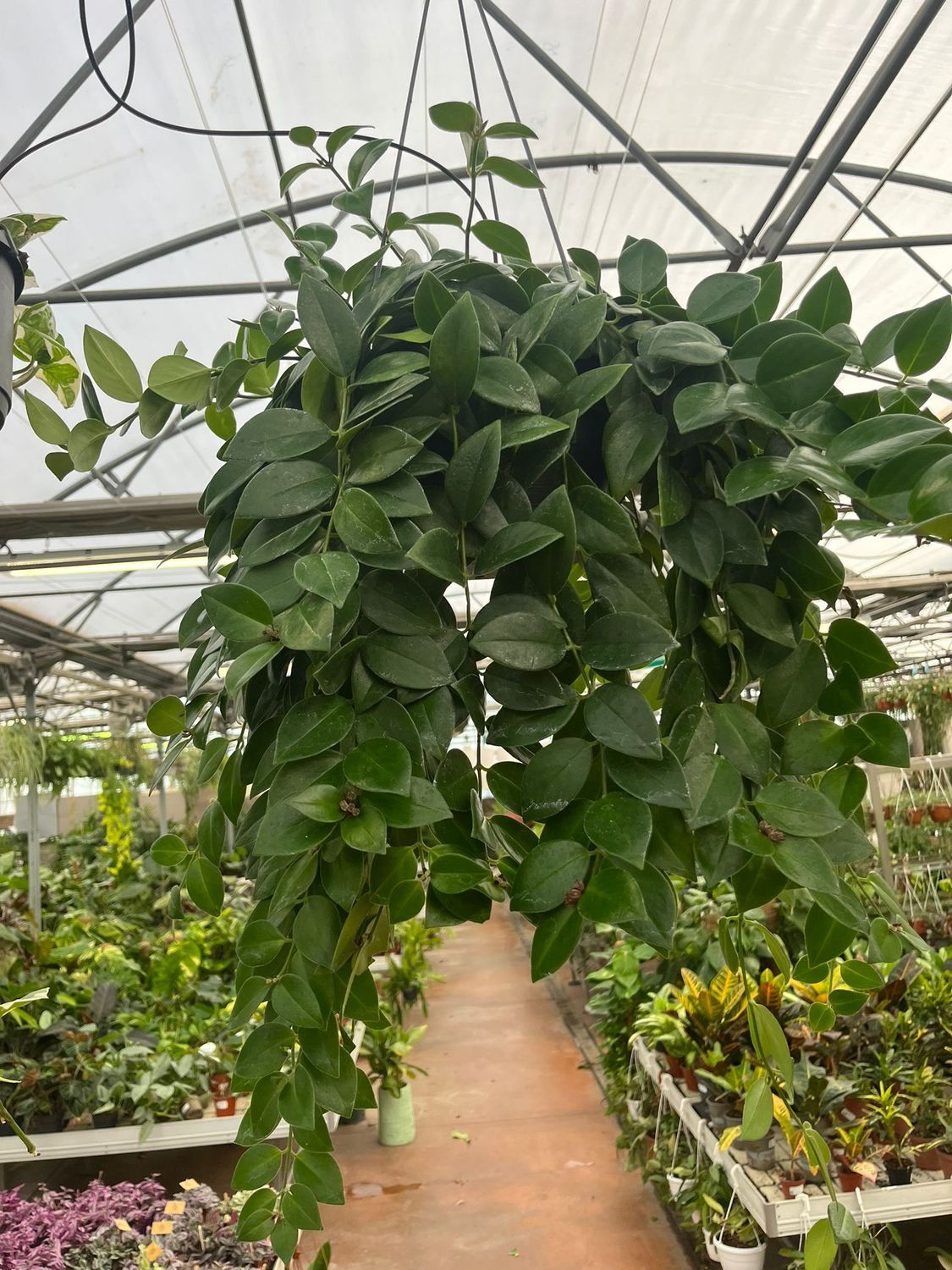 Aeschynanthus lobbianus, Eschinanto, pianta rossetto - basket Ø20 cm