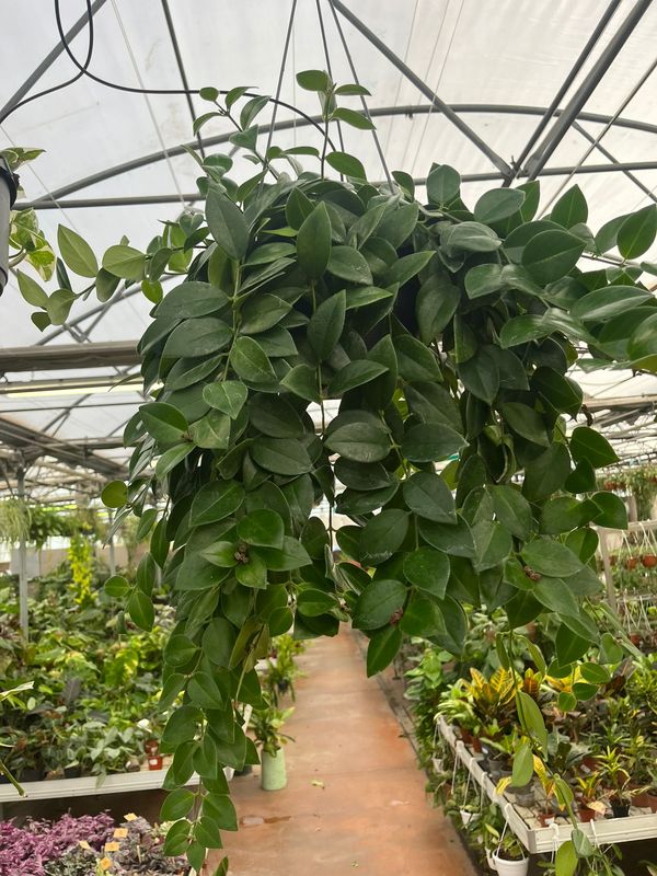 Aeschynanthus lobbianus, Eschinanto, pianta rossetto - basket Ø20 cm