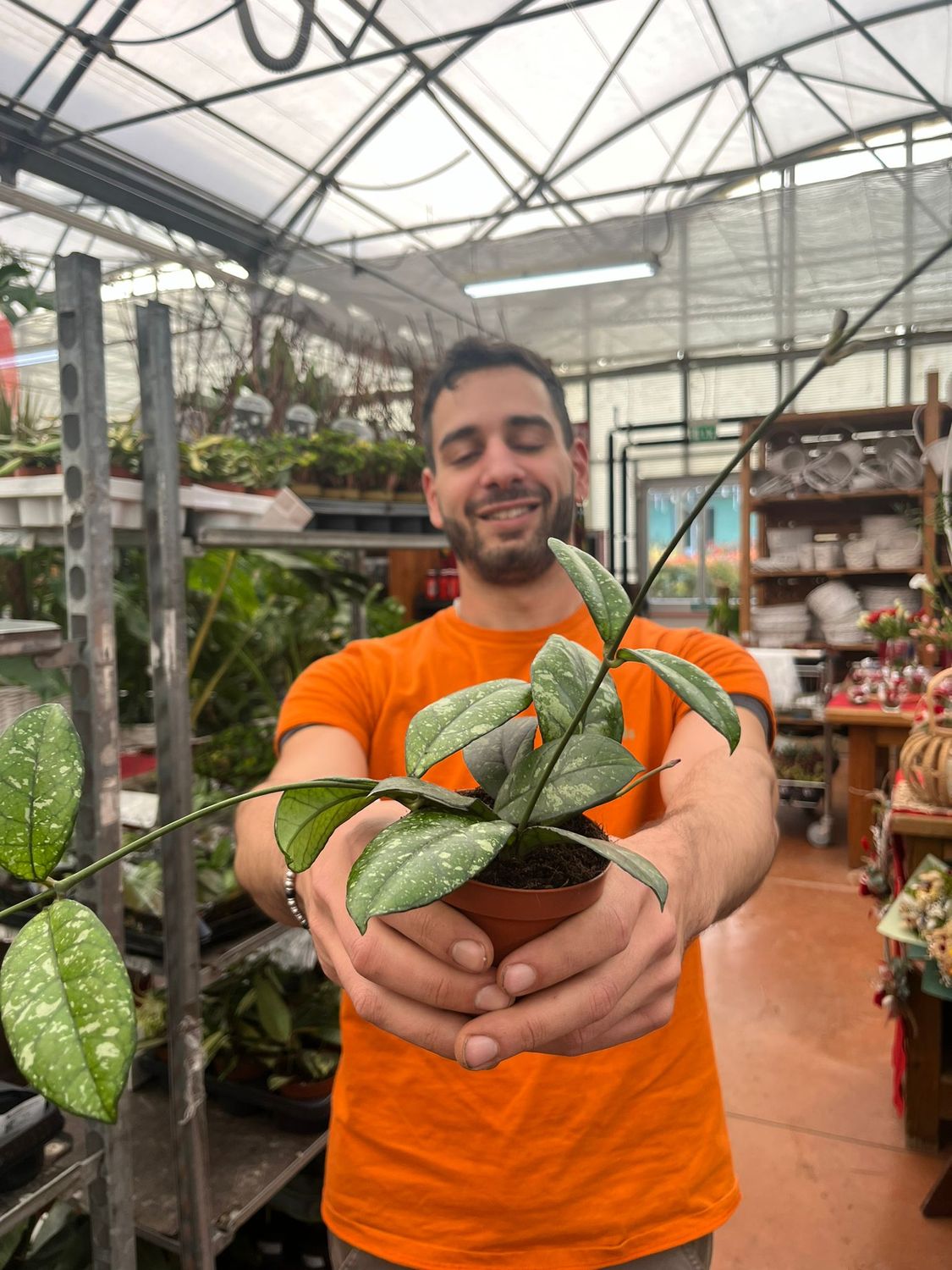 Hoya callistophylla sabah, Fiore di cera - vaso Ø9 cm