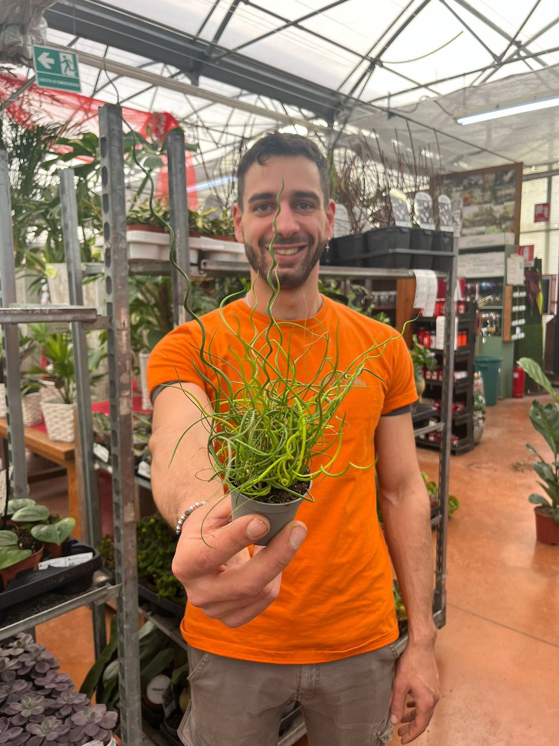 Pianta Giunco Spiralis Juncus Effusus - Vaso 12 Cm, Acquatica, Per Esterno, Altezza 30 Cm - Foto 11