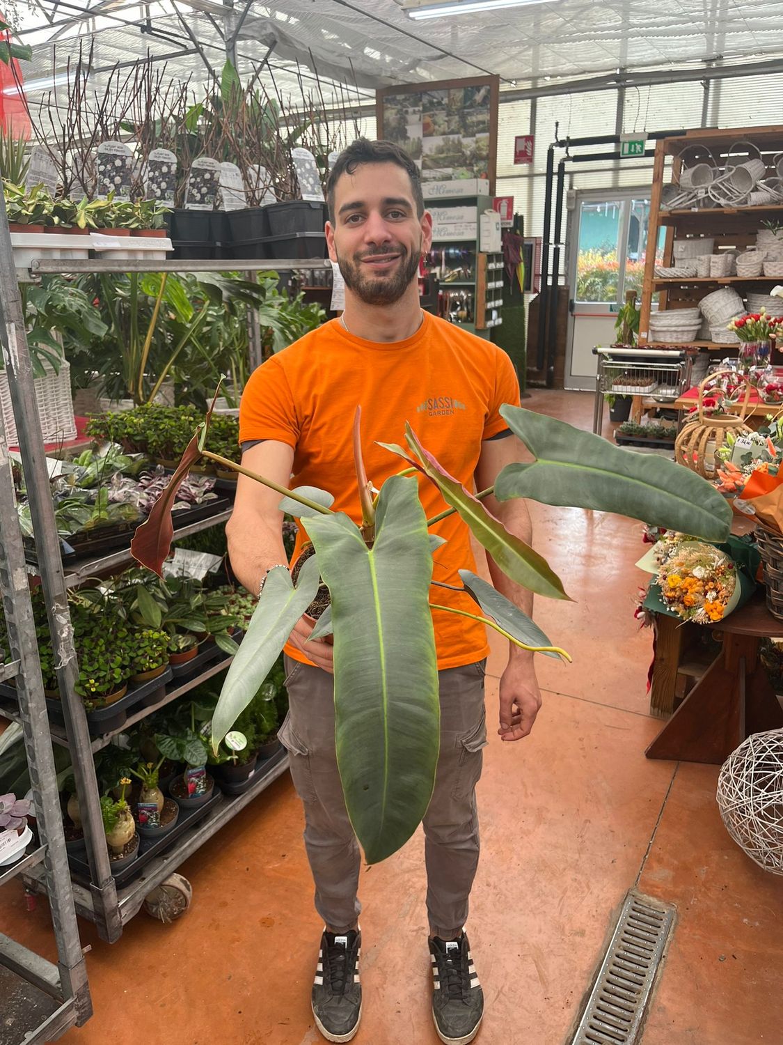 Philodendron Atabapoense, Filodendro - vaso Ø15 cm