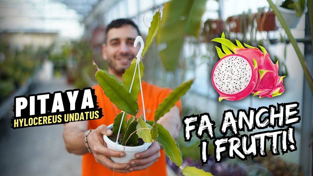 Pitaya, Pitaia, Hylocereus undatus, Frutto del drago, buccia rossa polpa bianca - vaso Ø14 cm