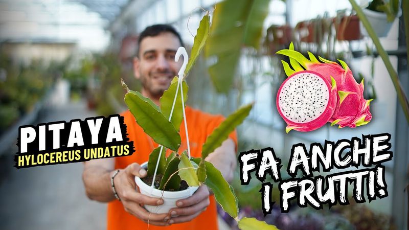 Pitaya, Pitaia, Hylocereus undatus, Frutto del drago, buccia rossa polpa bianca - vaso Ø14 cm