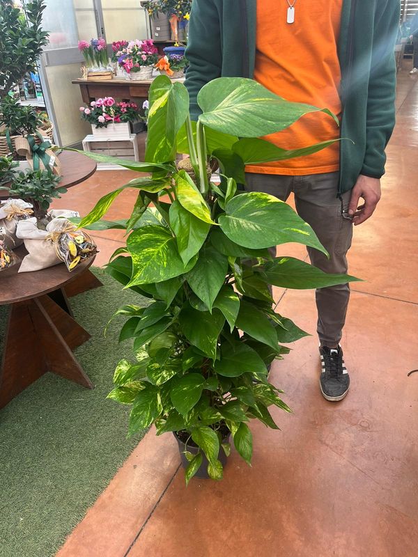Epipremnum Pinnatum 'Aureum', Scindapsus Aureus, Potus, Potos, Pothos, Photus - vaso Ø19 cm, h 100 cm