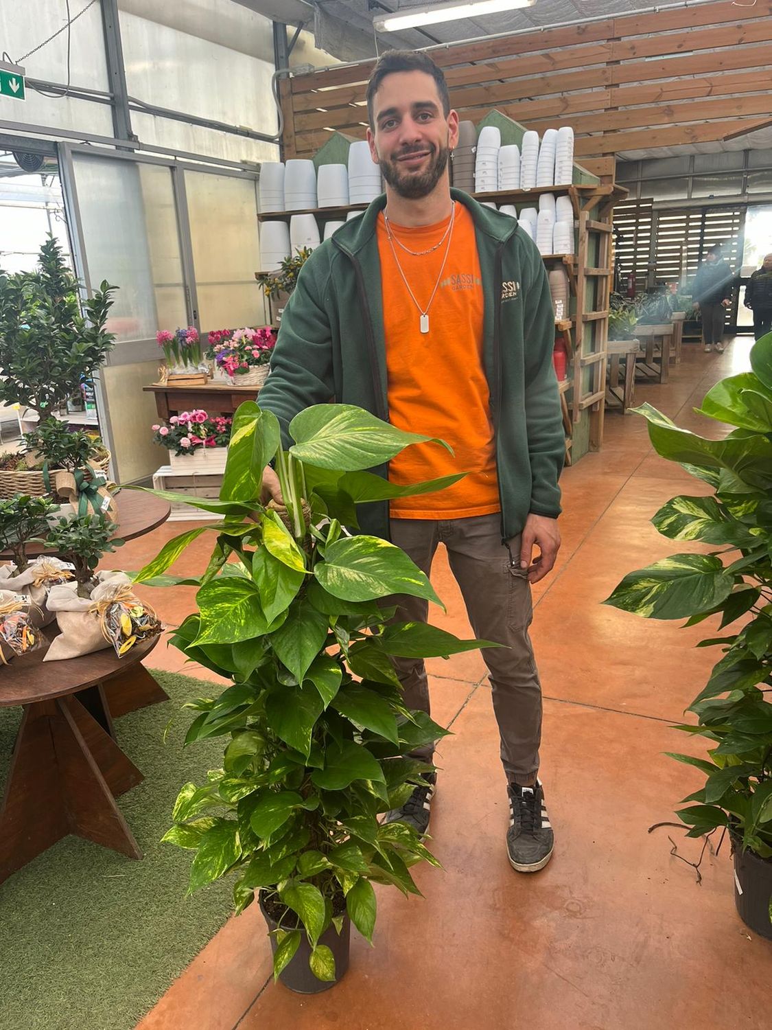 Epipremnum Pinnatum &#39;Aureum&#39;, Scindapsus Aureus, Potus, Potos, Pothos, Photus - vaso Ø19 cm, h 100 cm