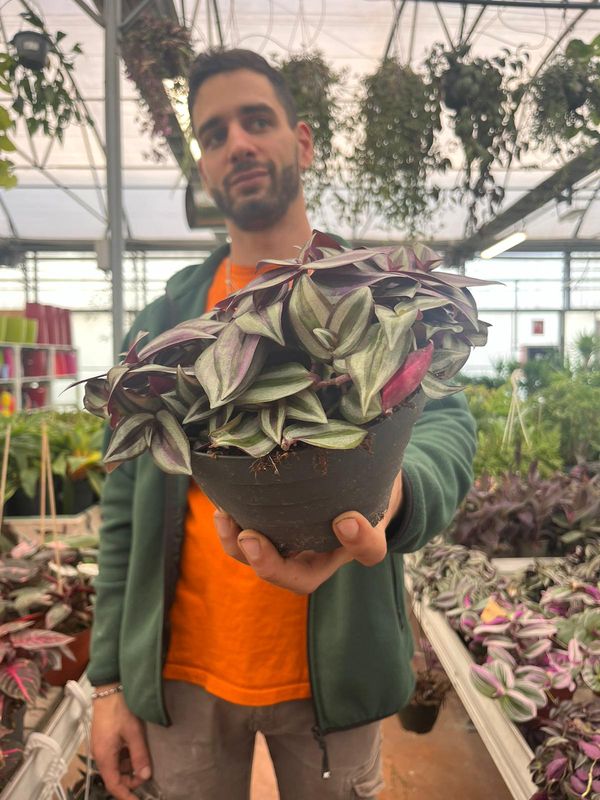 Tradescantia Zebrina Violet, Erba miseria, Tradescanzia - ciotola Ø17 cm