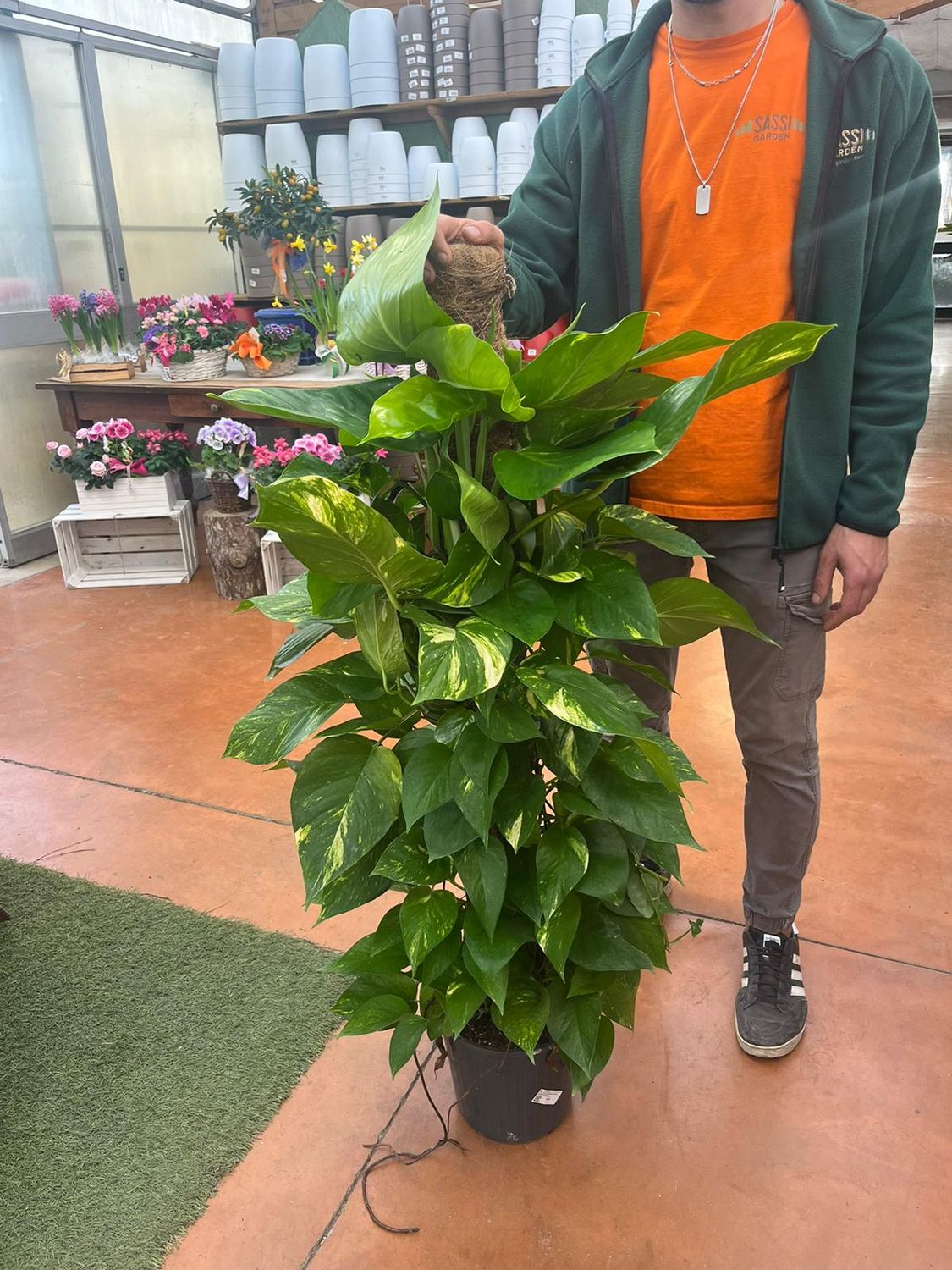 Epipremnum Pinnatum &#39;Aureum&#39;, Scindapsus Aureus, Potus, Potos, Pothos, Photus - vaso Ø24 cm, h 120 cm