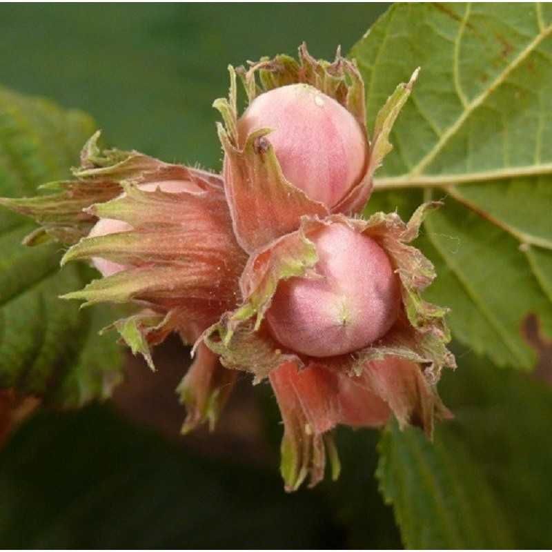 Corylus avellana, Nocciolo/Nocciola Selvatica - alveolo forestale 28 fori h 80