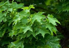 Acer platanoides, Acero Riccio - alveolo Forestale h 40-50 cm