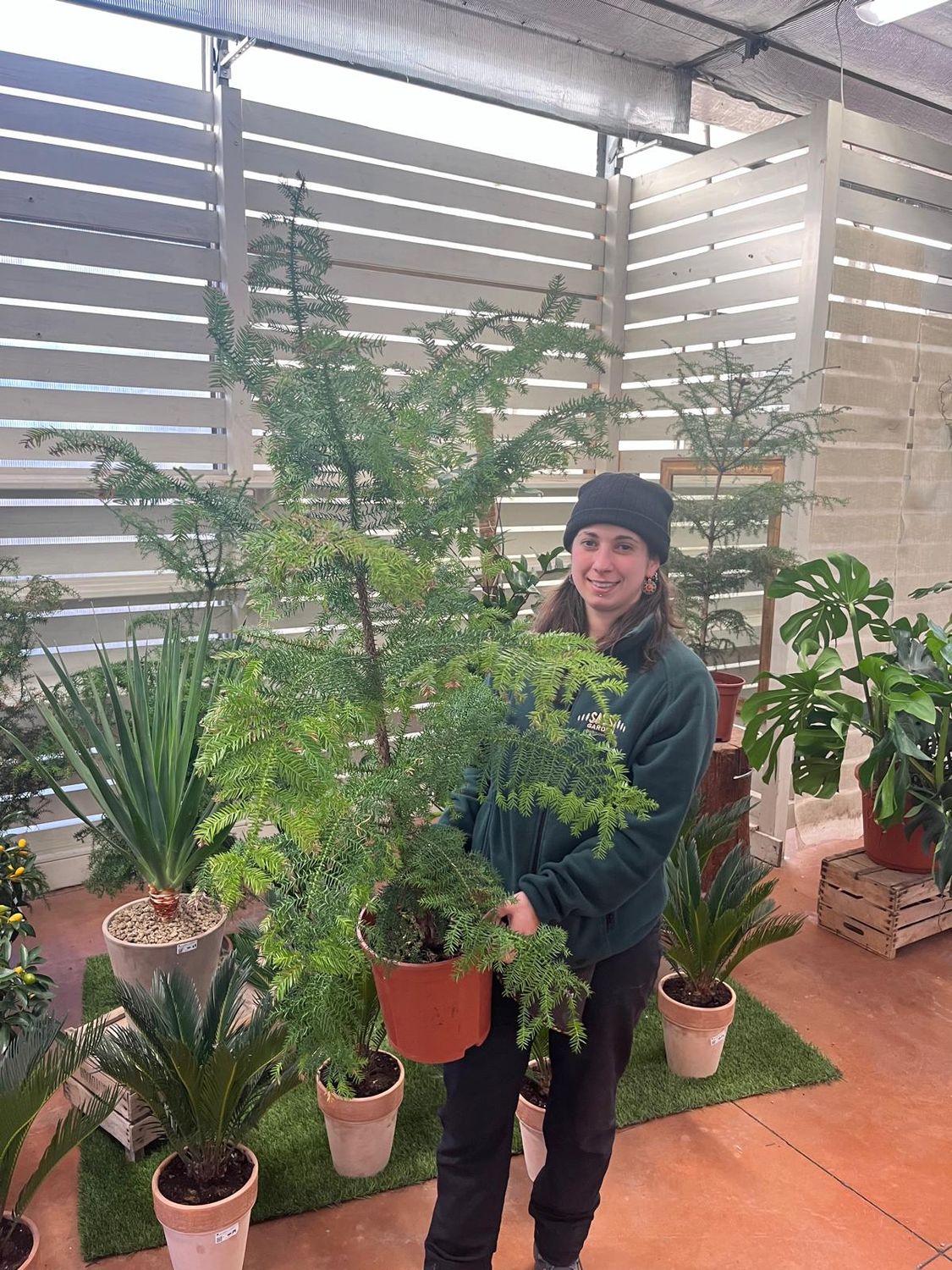 Araucaria Cunninghamii - vaso Ø24 cm, h 150 cm