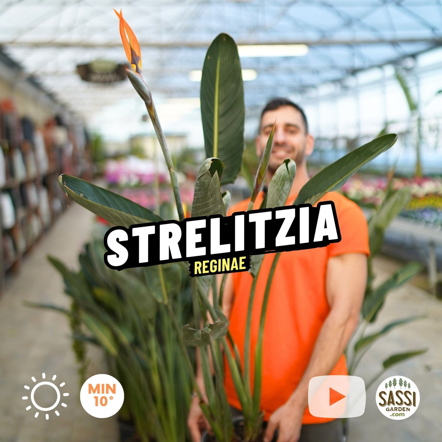 Strelitzia reginae, Strelizia, Uccello del paradiso - vaso Ø22 cm, h 100 cm  SFIORITA