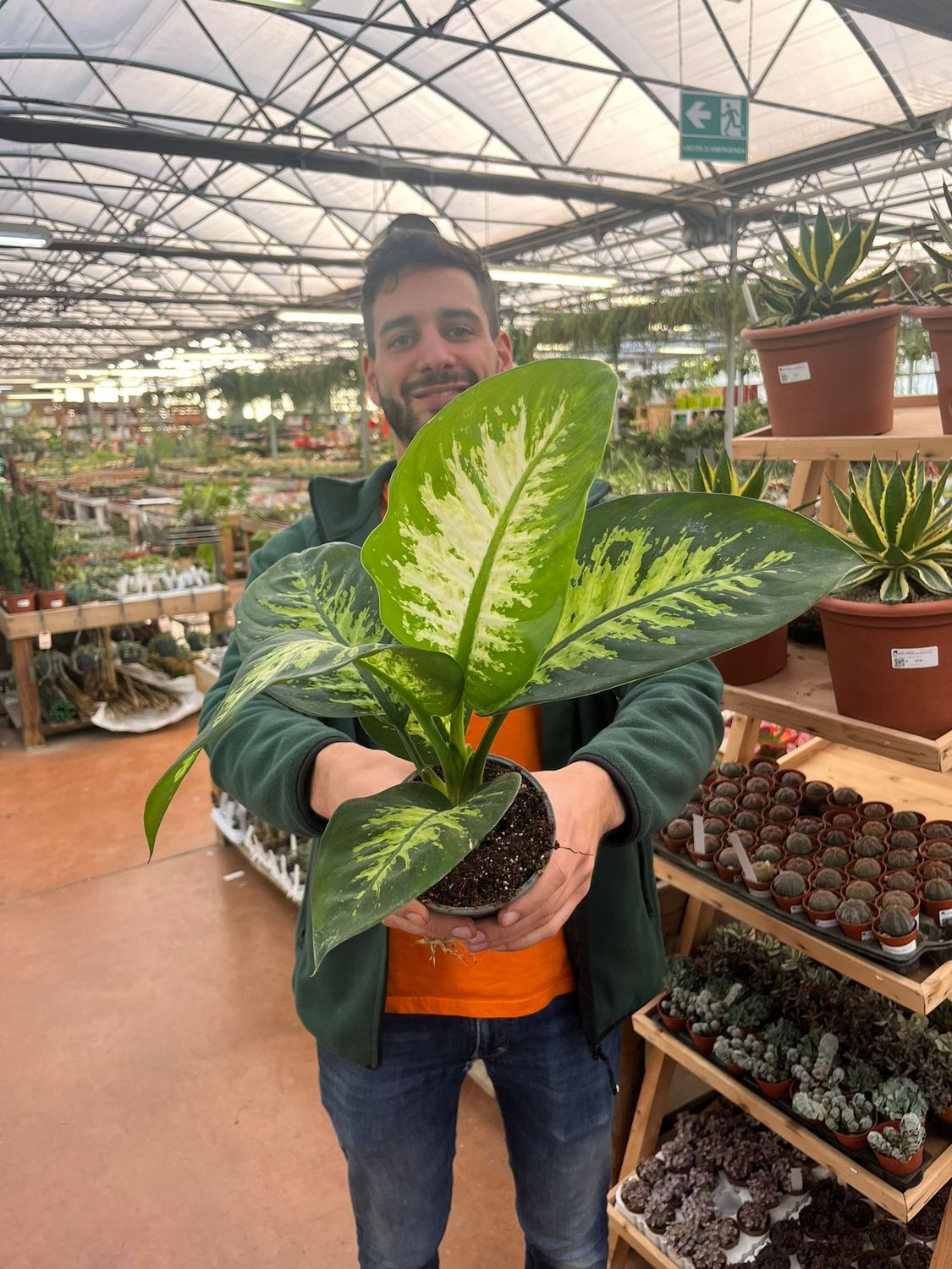 Dieffenbachia seguine, Dieffenbachia Tropic Snow - vaso Ø12 cm