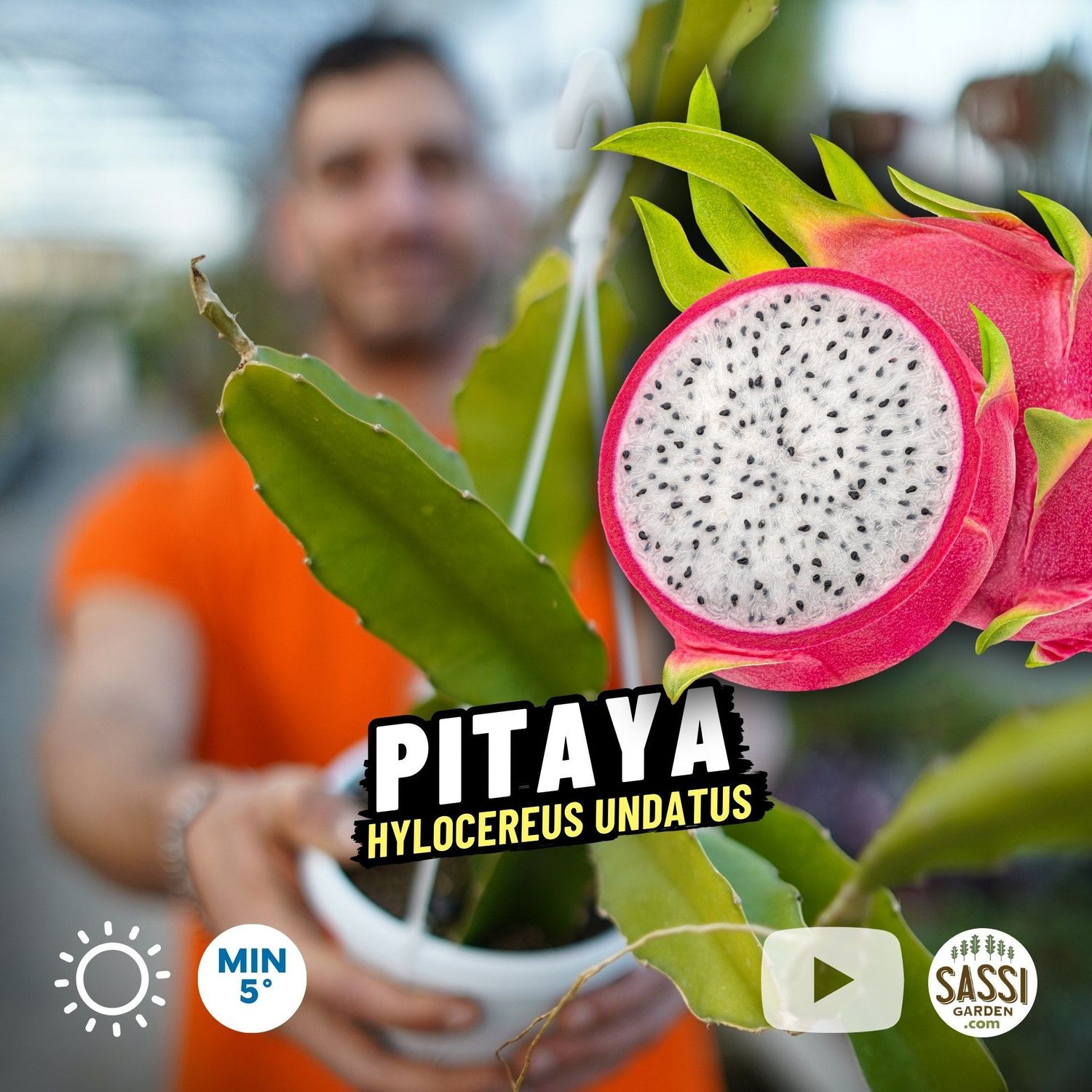 Pitaya, Pitaia, Hylocereus undatus, Frutto del drago, buccia rossa polpa bianca - basket Ø14 cm