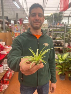 Tillandsia Brachycaulos Multiflora