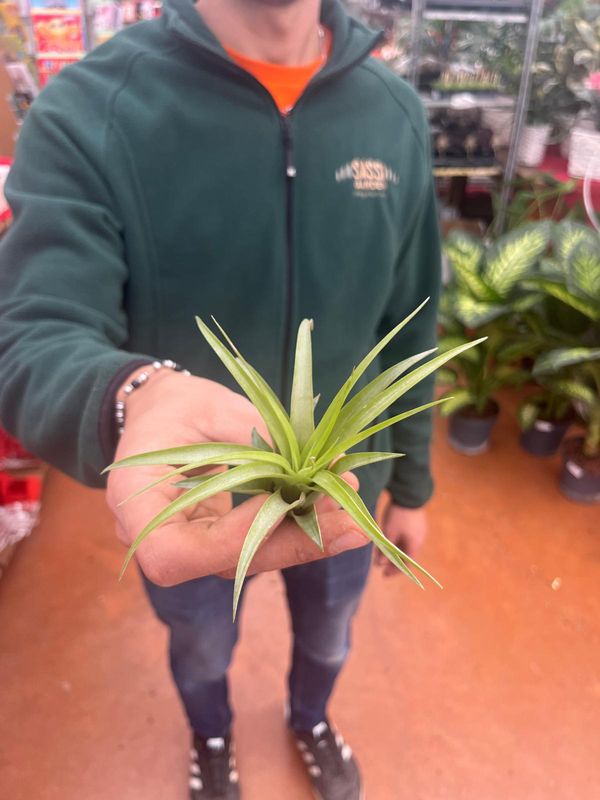 Tillandsia Brachycaulos Multiflora