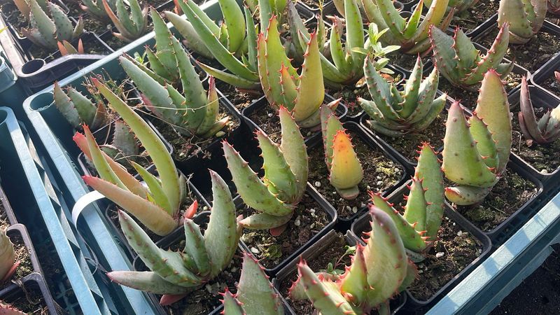 Aloe ferox - vaso 7x7 cm