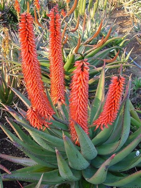 Aloe ferox - vaso 7x7 cm