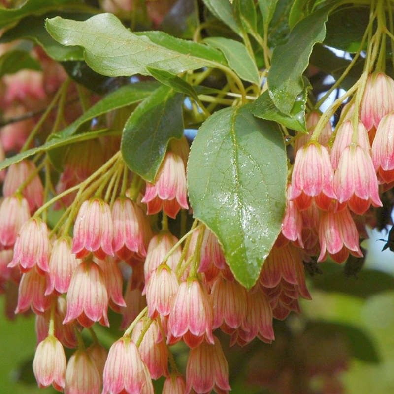 Enkianthus campanulatus Pagode - vaso Ø24 cm