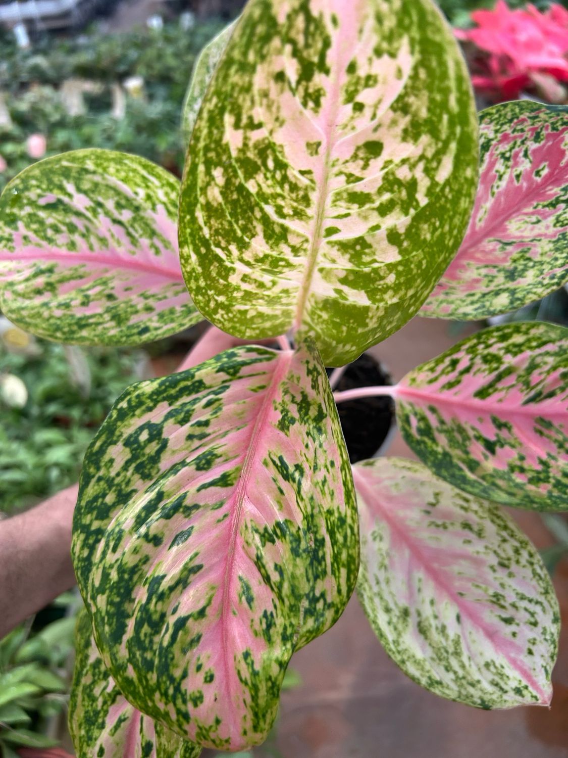 Aglaonema commutatum &#39;Happiness&#39; - vaso Ø12 cm