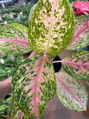 Aglaonema commutatum &#39;Happiness&#39; - vaso Ø12 cm