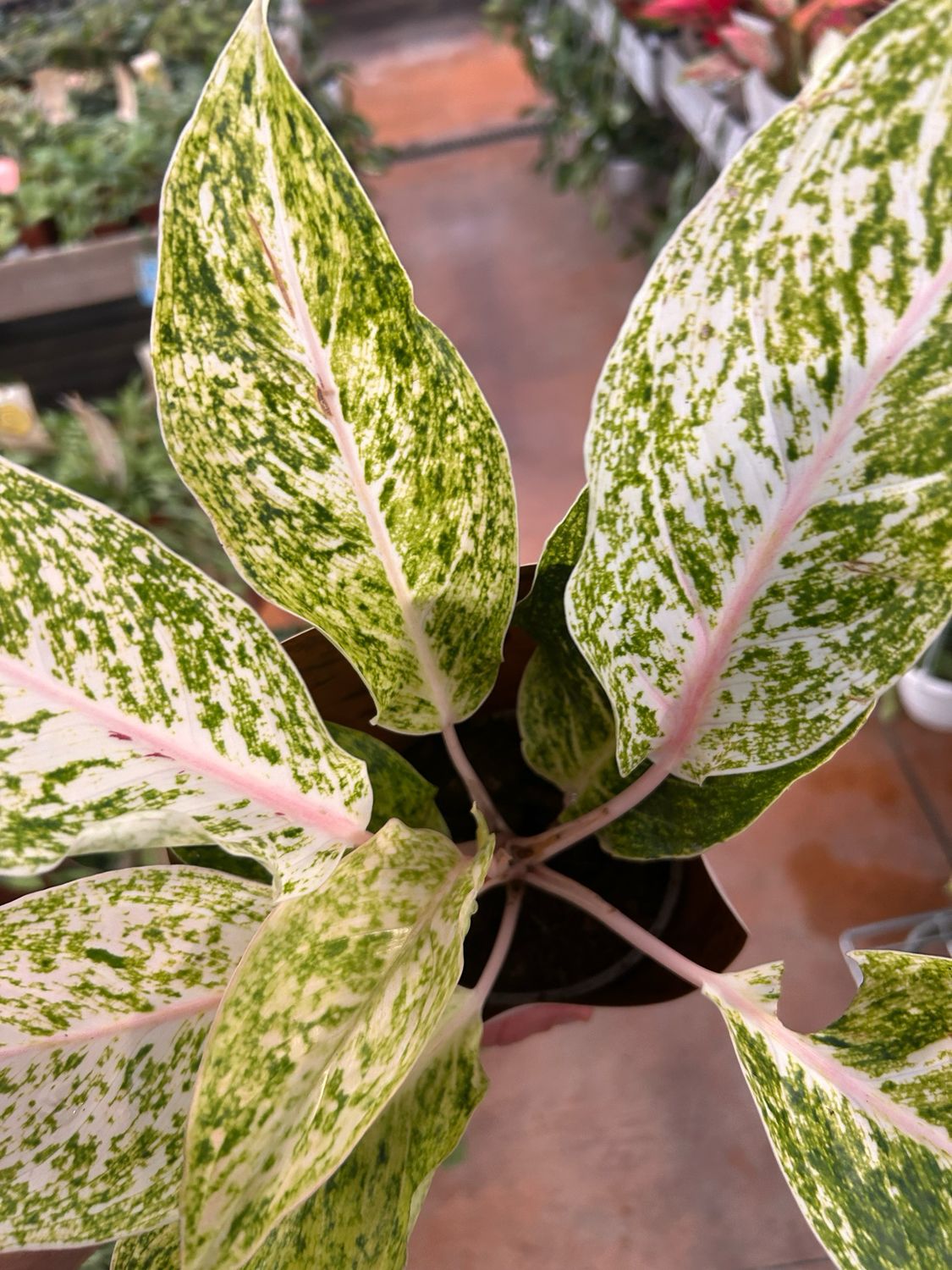 Aglaonema commutatum &#39;White Mayang&#39; - vaso Ø12 cm