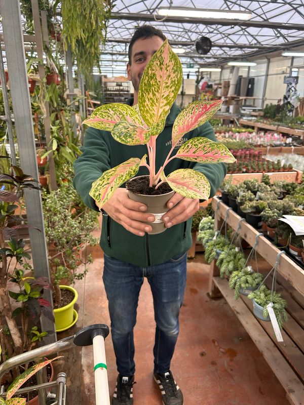 Aglaonema commutatum 'Happiness' - vaso Ø12 cm