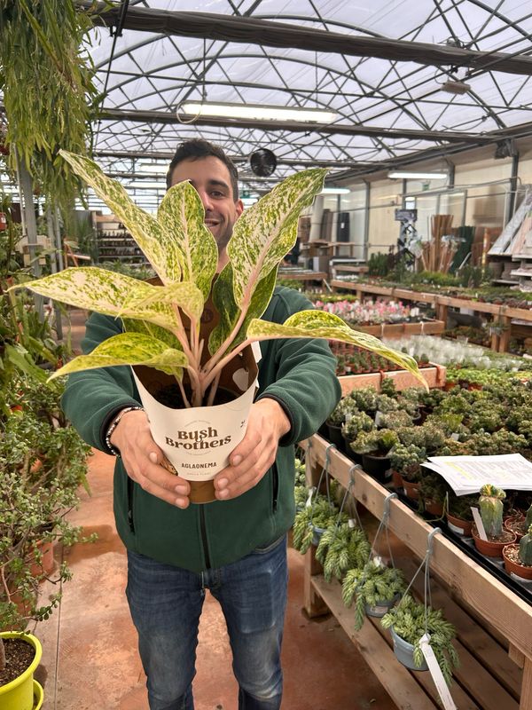Aglaonema commutatum 'White Mayang' - vaso Ø12 cm