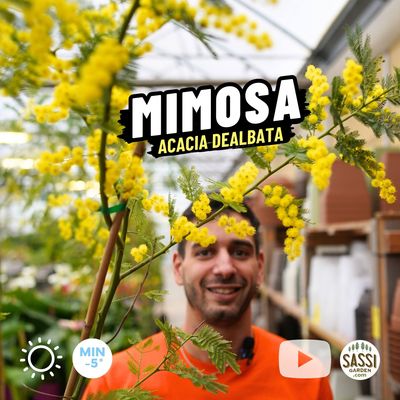 Mimosa, Acacia dealbata, Mimosa Gaulois, astone in vaso 15x15x20 cm, h 250 cm SFIORITA