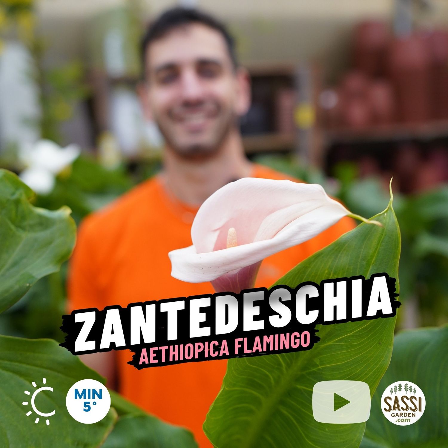 Calla Rosa, Zantedeschia aethiopica Flamingo - vaso Ø9  cm