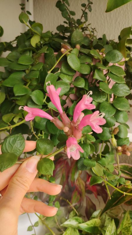 Aeschynanthus &#39;Pink Polka&#39;s, Eschinanto, pianta rossetto - basket Ø17 cm