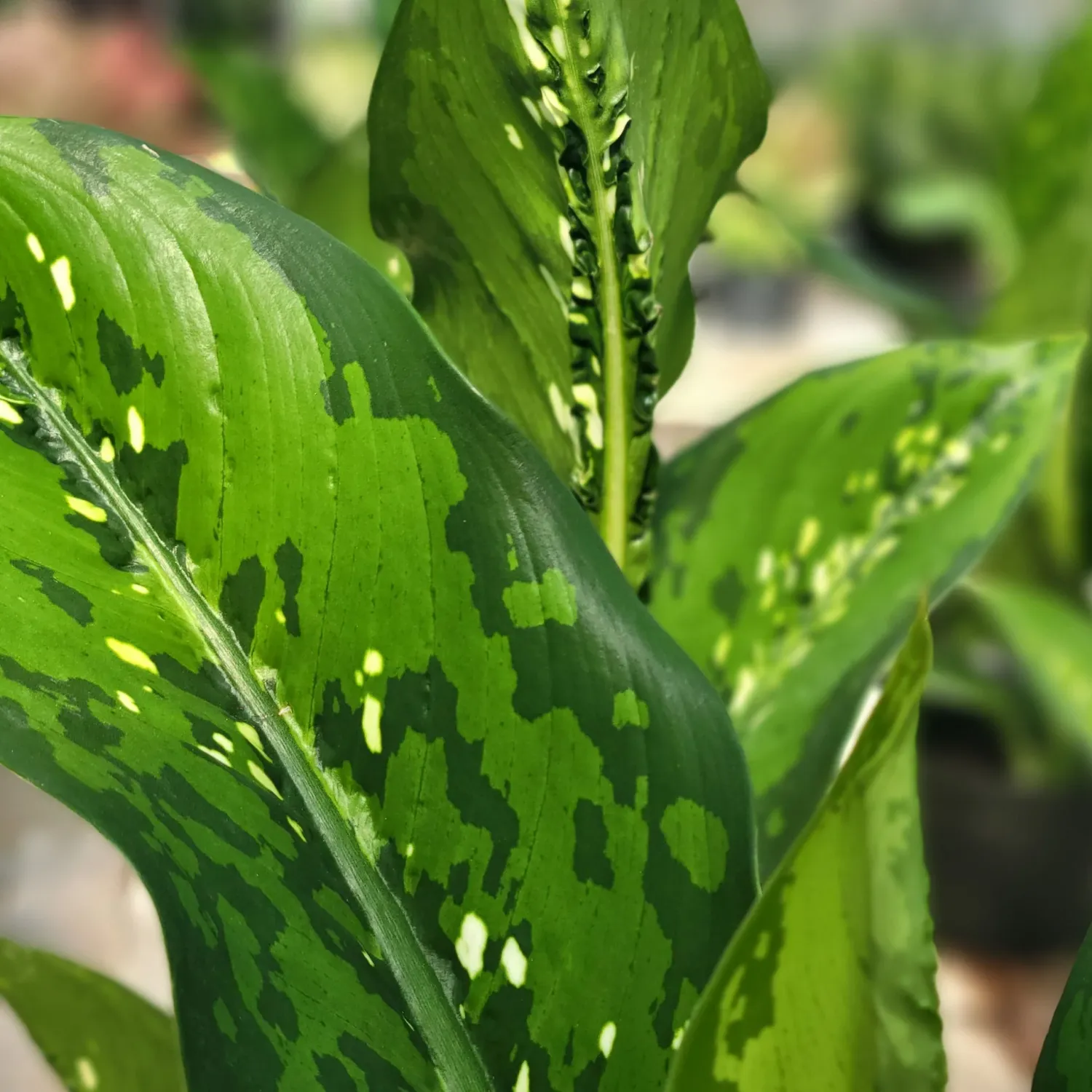 Dieffenbachia &#39; Crocodile &#39; - vaso Ø6 cm