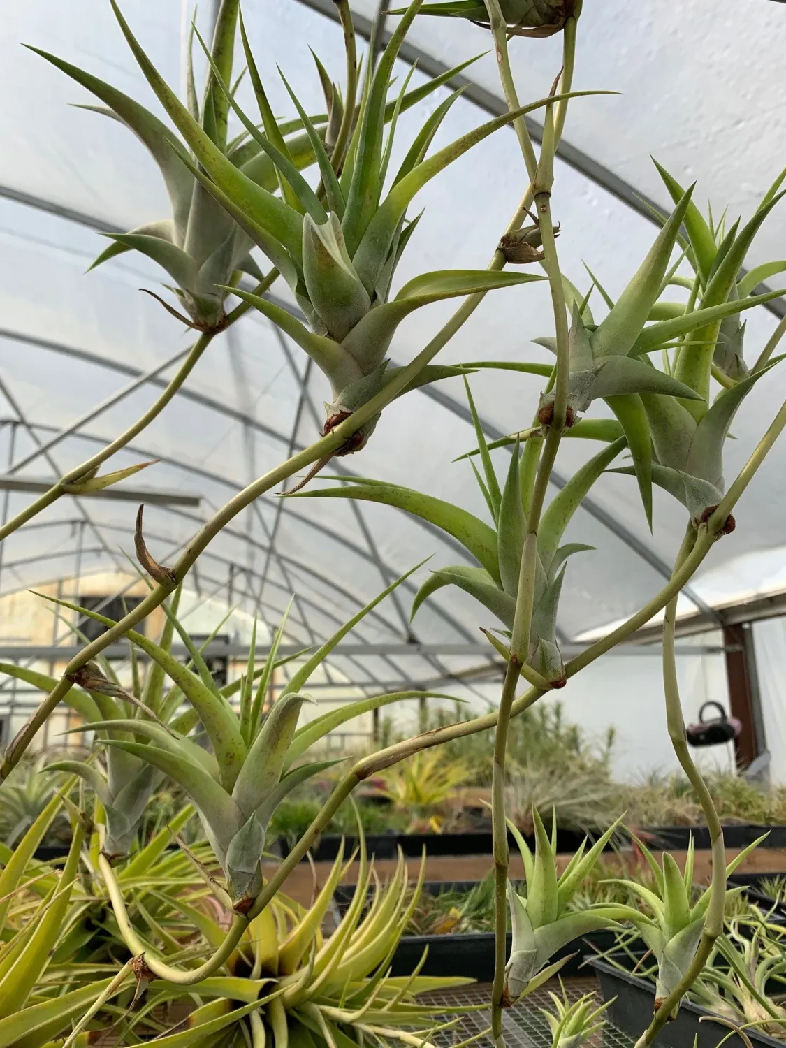 Tillandsia flexuosa